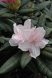 Alec G. Holmes Rhododendron (Rhododendron 'Alec G. Holmes') at A Very Successful Garden Center