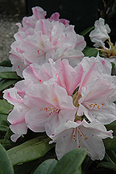 Wisley Rhododendron (Rhododendron 'Wisley') at A Very Successful Garden Center