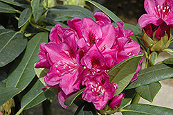 Wojnar's Purple Rhododendron (Rhododendron 'Wojnar's Purple') at A Very Successful Garden Center