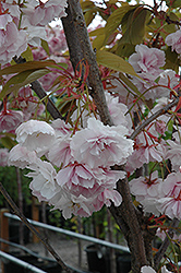 Shirofugen Flowering Cherry (Prunus serrulata 'Shirofugen') at Lakeshore Garden Centres