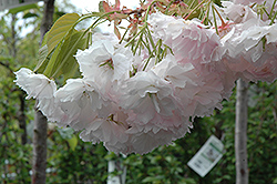 Shogetsu Flowering Cherry (Prunus serrulata 'Shogetsu') at A Very Successful Garden Center