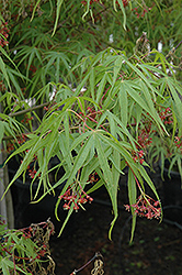 Ao Shime No Uchi Japanese Maple (Acer palmatum 'Ao Shime No Uchi') at A Very Successful Garden Center