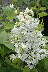 Mme. Lemoine Lilac (Syringa vulgaris 'Mme. Lemoine') at A Very Successful Garden Center