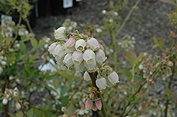 Duke Blueberry (Vaccinium corymbosum 'Duke') at Stonegate Gardens