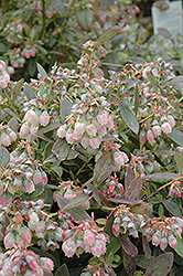 Legacy Blueberry (Vaccinium corymbosum 'Legacy') at A Very Successful Garden Center