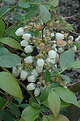 Berkeley Blueberry (Vaccinium corymbosum 'Berkeley') at Stonegate Gardens
