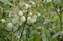 Bluecrop Blueberry (Vaccinium corymbosum 'Bluecrop') at A Very Successful Garden Center
