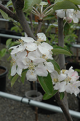 Spitzenburg Apple (Malus 'Spitzenburg') at A Very Successful Garden Center