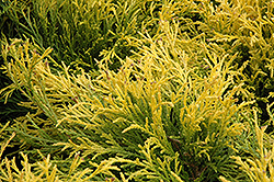 Golden Mop Falsecypress (Chamaecyparis pisifera 'Golden Mop') at The Mustard Seed