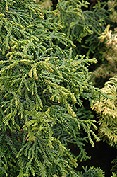 Torulosa Dwarf Hinoki Falsecypress (Chamaecyparis obtusa 'Torulosa') at A Very Successful Garden Center