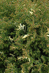 Snowflake Hinoki Falsecypress (Chamaecyparis obtusa 'Snowflake') at A Very Successful Garden Center