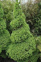 Dwarf Alberta Spruce (Picea glauca 'Conica (spiral)') at A Very Successful Garden Center