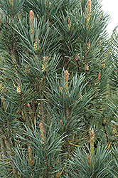 Scotch Sentinel Pine (Pinus sylvestris 'Fastigiata') at A Very Successful Garden Center