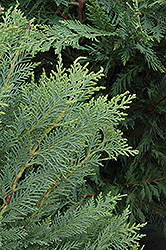 Leyland Cypress (Cupressocyparis x leylandii) at A Very Successful Garden Center