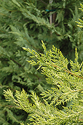 Castlewellan Leyland Cypress (Cupressocyparis x leylandii 'Castlewellan') at Stonegate Gardens