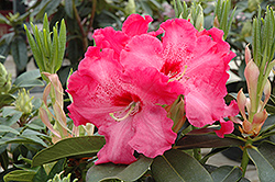 Heart's Delight Rhododendron (Rhododendron 'Heart's Delight') at A Very Successful Garden Center