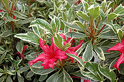 Girard's Variegated Gem Azalea (Rhododendron 'Girard's Variegated Gem') at Stonegate Gardens