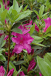 Blue Danube Azalea (Rhododendron 'Blue Danube') at A Very Successful Garden Center