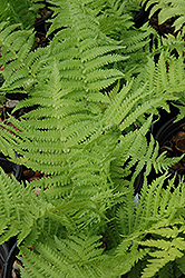 The King Ostrich Fern (Matteuccia 'The King') at Stonegate Gardens