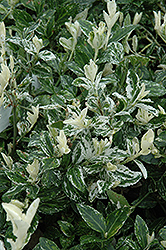 Harlequin Wintercreeper (Euonymus fortunei 'Harlequin') at A Very Successful Garden Center