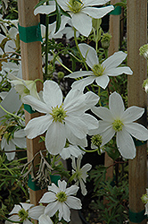 Early Sensation Clematis (Clematis cartmanii 'Early Sensation') at Stonegate Gardens