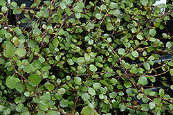 Wire Vine (Muehlenbeckia complexa) at A Very Successful Garden Center