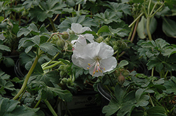 St. Ola Cranesbill (Geranium x cantabrigiense 'St. Ola') at A Very Successful Garden Center