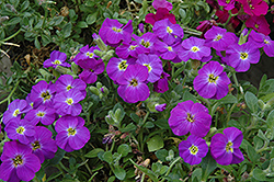 Axcent Violet With Eye Rock Cress (Aubrieta 'Axcent Violet With Eye') at A Very Successful Garden Center