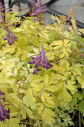 Berry Exciting Corydalis (Corydalis 'Berry Exciting') at Lakeshore Garden Centres