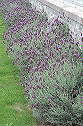 Otto Quast Spanish Lavender (Lavandula stoechas 'Otto Quast') at A Very Successful Garden Center