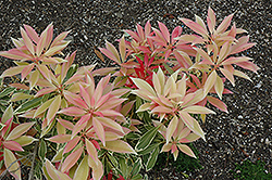 Fire 'n' Ice Japanese Pieris (Pieris japonica 'Fire 'n' Ice') at Lakeshore Garden Centres