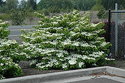 Shasta Doublefile Viburnum (Viburnum plicatum 'Shasta') at Lakeshore Garden Centres