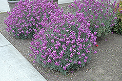 Bowles Mauve Wallflower (Erysimum 'Bowles Mauve') at A Very Successful Garden Center