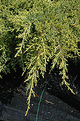 Gold Star Juniper (Juniperus chinensis 'Bakaurea') at A Very Successful Garden Center