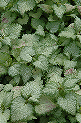 Ghost Spotted Dead Nettle (Lamium maculatum 'Ghost') at A Very Successful Garden Center