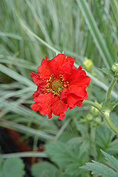 Red Dragon Avens (Geum 'Red Dragon') at A Very Successful Garden Center
