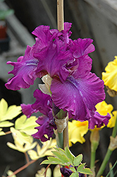 Swingtown Iris (Iris 'Swingtown') at Stonegate Gardens