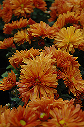 Petit Orange Chrysanthemum (Chrysanthemum 'Petit Orange') at A Very Successful Garden Center