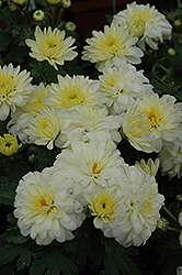 Grandeur White Chrysanthemum (Chrysanthemum 'Grandeur White') at Lakeshore Garden Centres