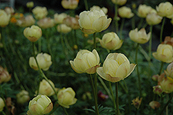 Cheddar Globeflower (Trollius x cultorum 'Cheddar') at A Very Successful Garden Center