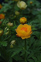 Orange Crest Globeflower (Trollius x cultorum 'Orange Crest') at Lakeshore Garden Centres