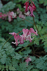 Candy Hearts Bleeding Heart (Dicentra 'Candy Hearts') at Stonegate Gardens