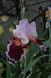 Armageddon Iris (Iris 'Armageddon') at Lakeshore Garden Centres