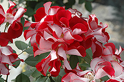 Topsy Turvy Rose (Rosa 'Topsy Turvy') at A Very Successful Garden Center