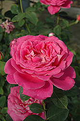 Pink Peace Rose (Rosa 'Pink Peace') at Lakeshore Garden Centres