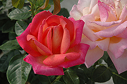 Chicago Peace Rose (Rosa 'Chicago Peace') at Lakeshore Garden Centres