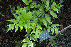 Butterfield's Holly Fern (Cyrtomium falcatum 'Butterfieldii') at Stonegate Gardens