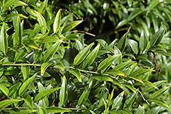 Western Hills Himalayan Sweet Box (Sarcococca hookeriana 'Western Hills') at A Very Successful Garden Center
