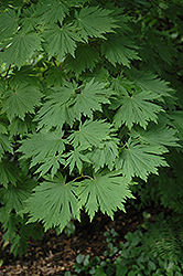 Attaryi Fullmoon Maple (Acer japonicum 'Attaryi') at A Very Successful Garden Center