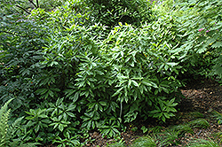 Florida Anise Tree (Illicium floridanum) at A Very Successful Garden Center